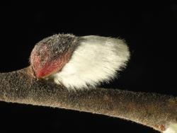 Salix ×reichardtii. Inflorescence bud scale.
 Image: D. Glenny © Landcare Research 2020 CC BY 4.0